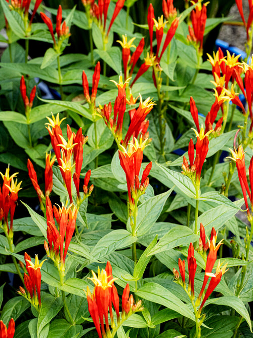 Spigelia marilandica 'Little Redhead' vivace pour le soleil ou la mi-ombre