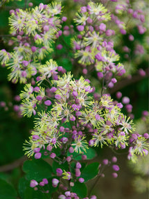 Thalictrum Anne (Pigamons)
