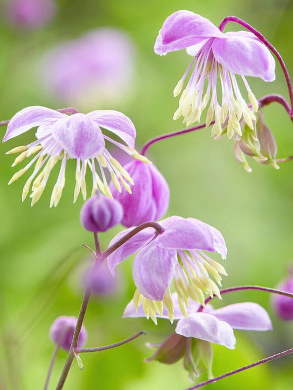 Thalictrum Delavayi (Pigamons)