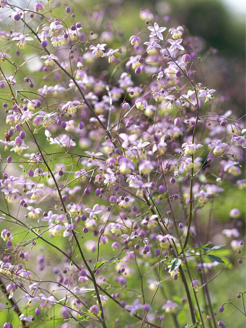 Thalictrum Delavayi (Pigamons) - Expédié sous forme de racines nues au printemps