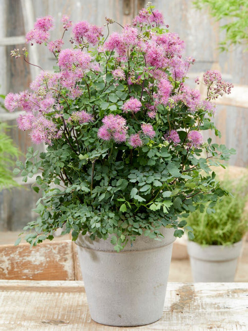 Thalictrum My Little Favourite (Pigamons)