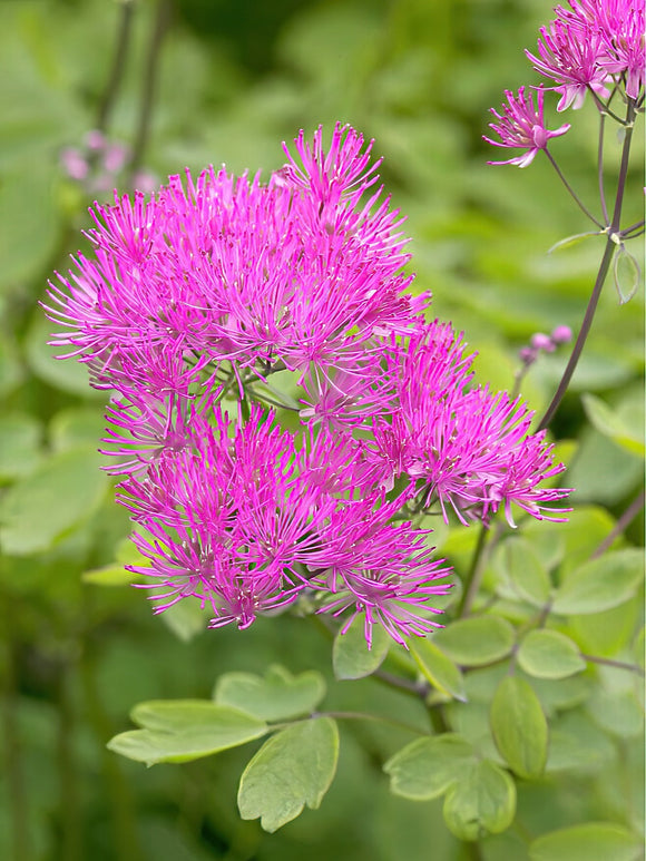 Thalictrum Thundercloud (Pigamons)