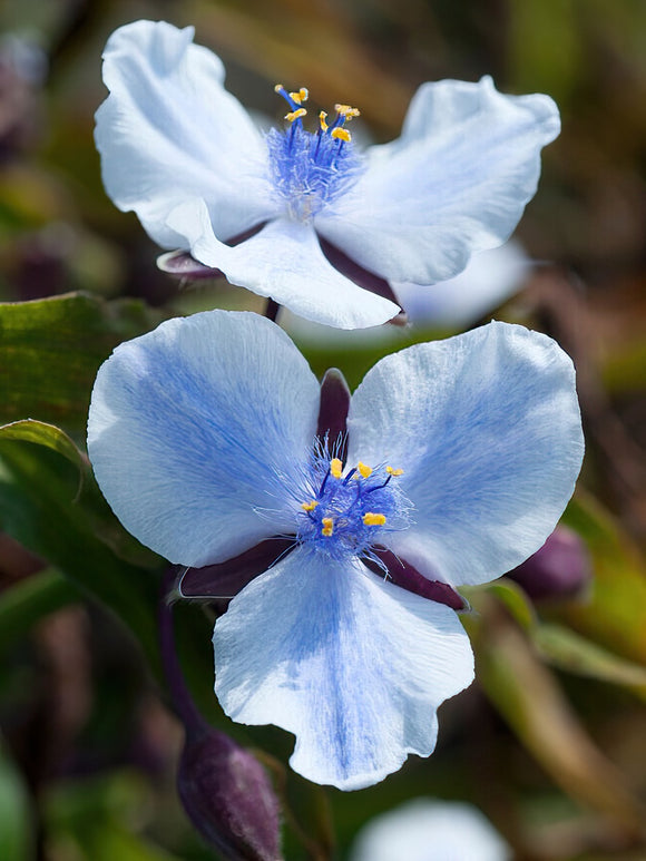 Spiderwort Merlot Clusters (Tradescantia) de Hollande