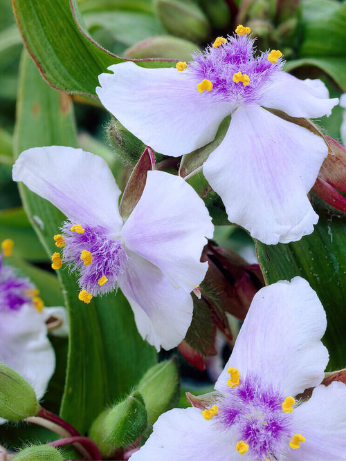 Spiderwort Osprey (Tradescantia) - Plantes à racines nues