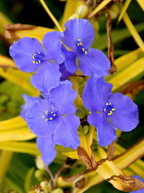 Spiderwort Sweet Kate (Tradescantia) - Plantes à racines nues