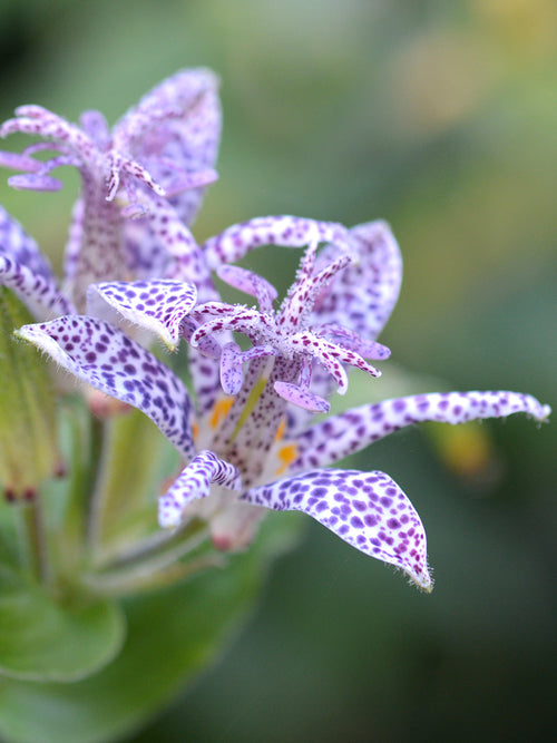 Tricyrtis Blue Wonder - Lis Crapaud