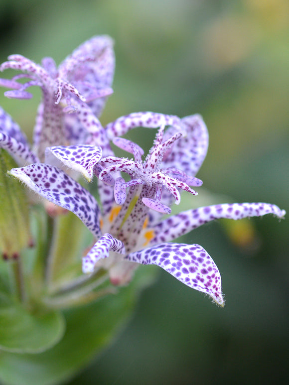 Tricyrtis Blue Wonder - Lis Crapaud