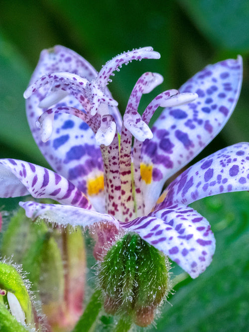 Lis Crapaud Tricyrtis Blue Wonder - plantes vivaces