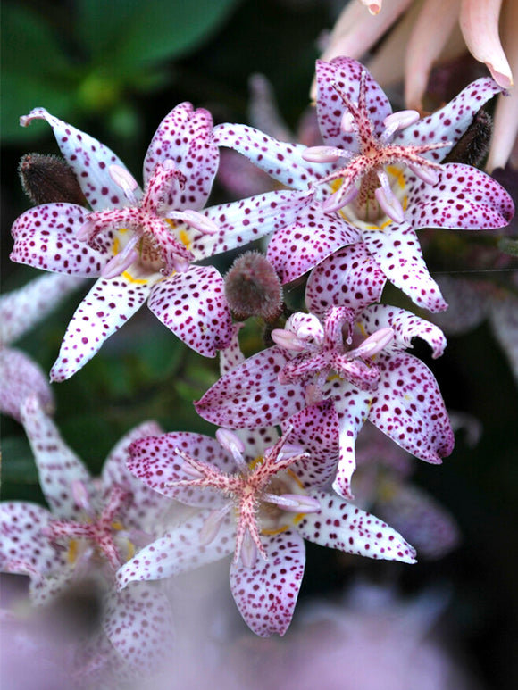 Tricyrtis Formosana Lis Crapaud