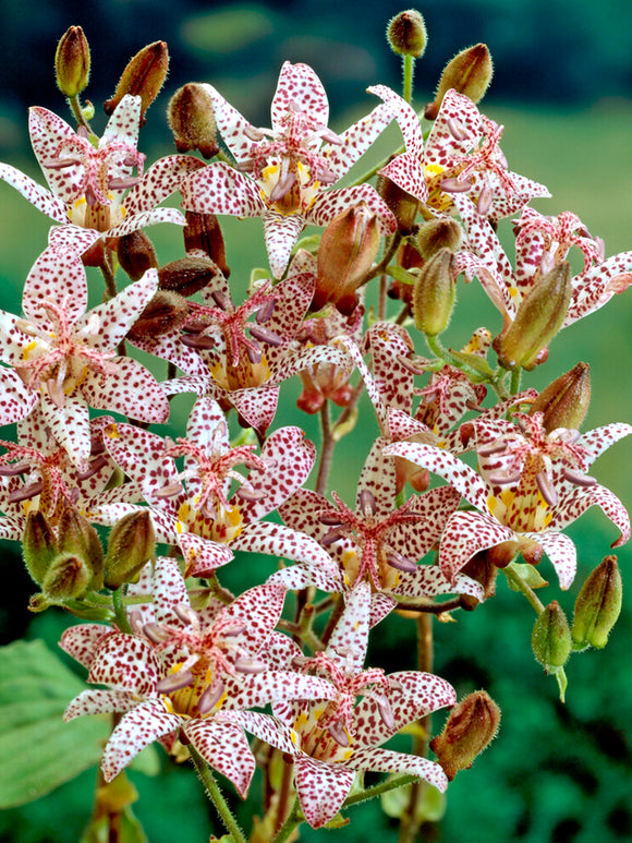 Tricyrtis Formosana - Expédié sous forme de racines nues au printemps Lis Crapaud