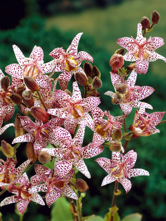 Tricyrtis Formosana - Lis Crapaud Plantes à racines nues