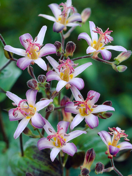 Tricyrtis Taiwan Adbane - Plantes à racines nues