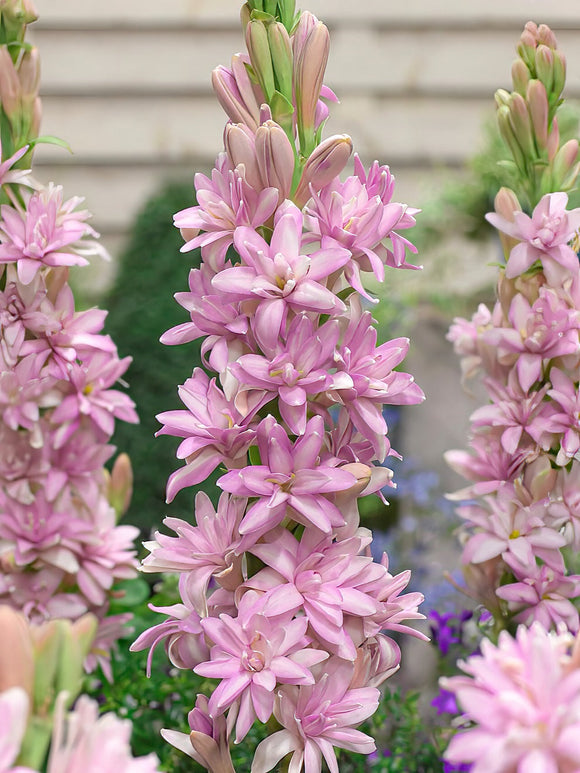 Tuberose Chia Nong Pink Sapphire (Polianthes) - Expédié sous forme de racines nues au printemps