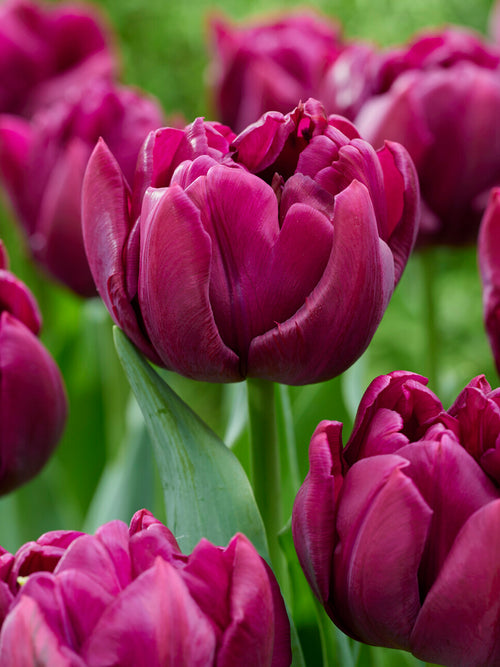 Fleur de tulipe Alison Bradley en pleine ouverture