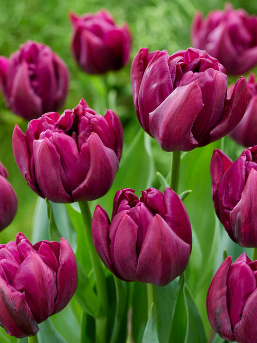 Tulipe double pionlike Alison Bradley
