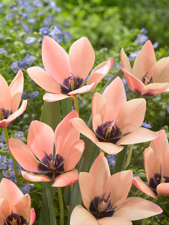Fleur fine de tulipe Tulipa clusiana Annika