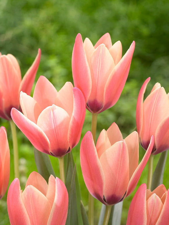 Détail des pétales élancés de Tulipe Annika