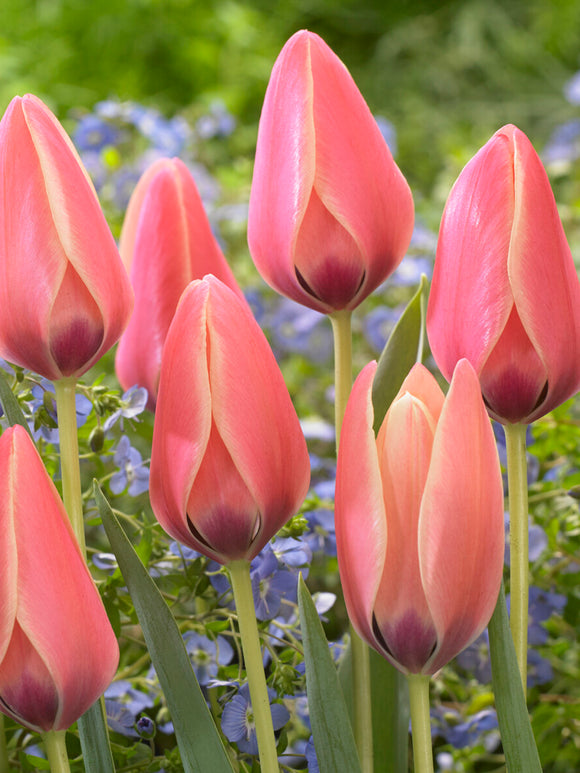 Tulipe botanique élégante en massif