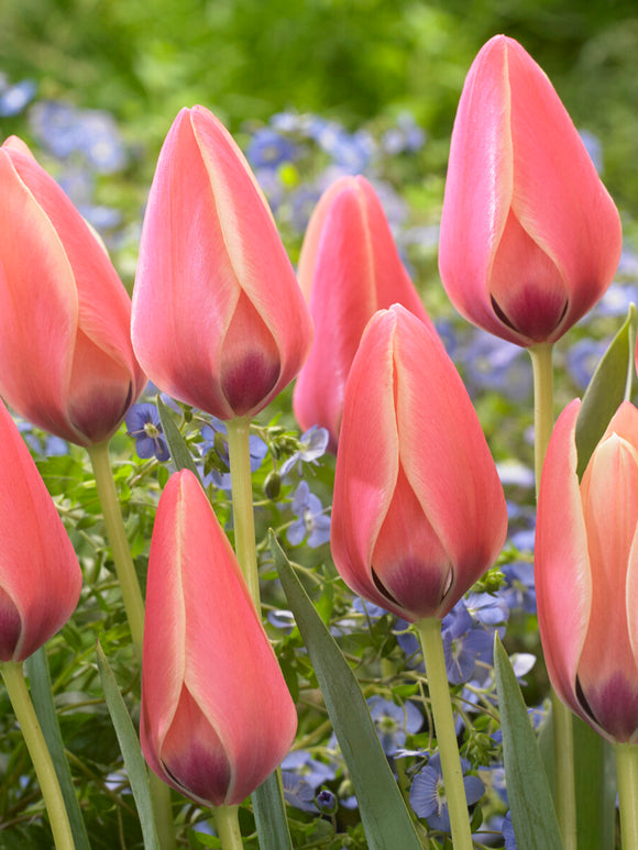 Tulipe Annika au port gracieux