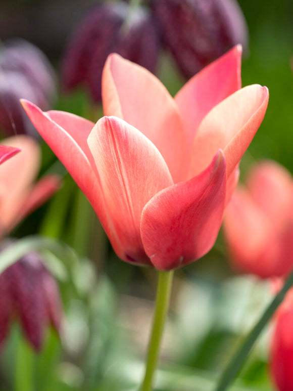 Tulipe Annika botanique rose et blanche