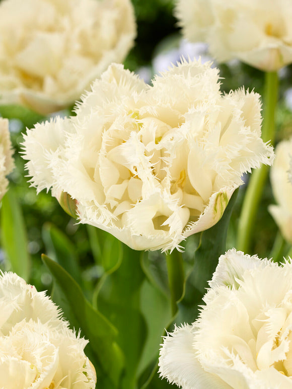 Tulipe Boot Camp