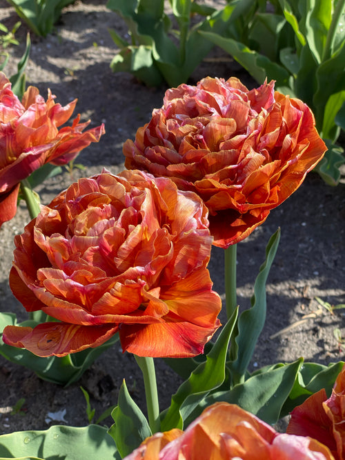 Détail des pétales satinés Tulipe Caramel