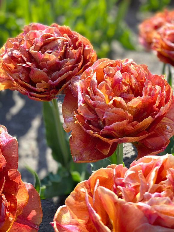Tulipe Darwin Caramel en floraison