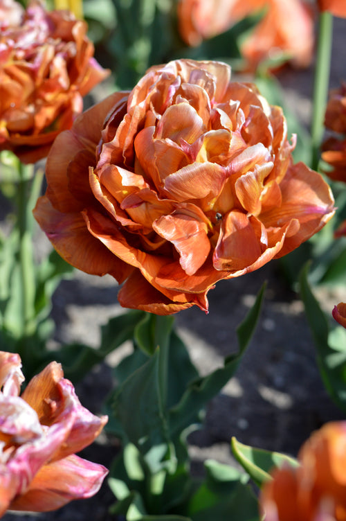 Fleur de tulipe Caramel en pleine ouverture