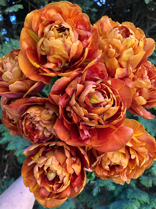 Tulipe Caramel pour bouquet élégant