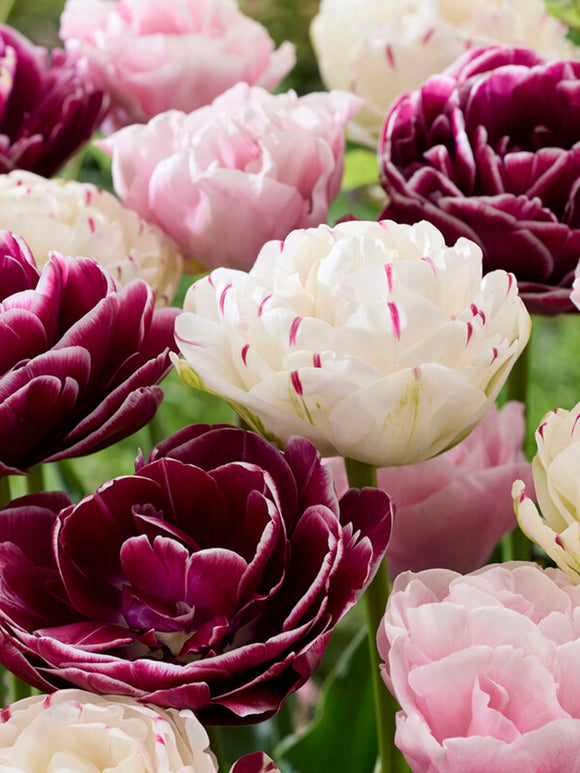 Tulipe Velvet Morning Collection