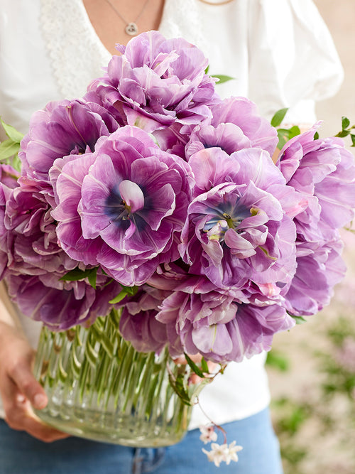 Tulipe Dancing Passion