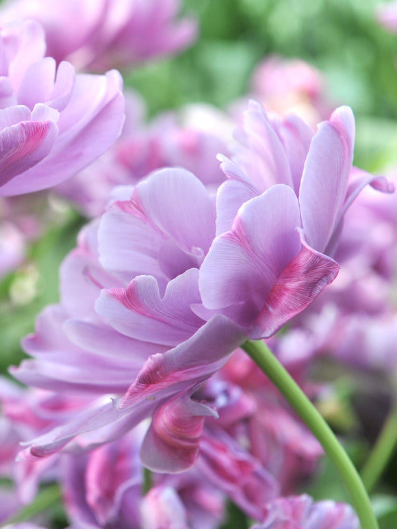 Tulipe Dancing Passion