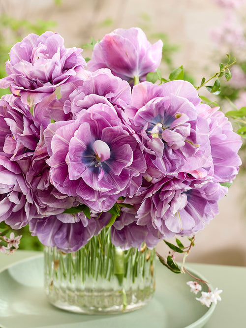 Tulipe Dancing Passion