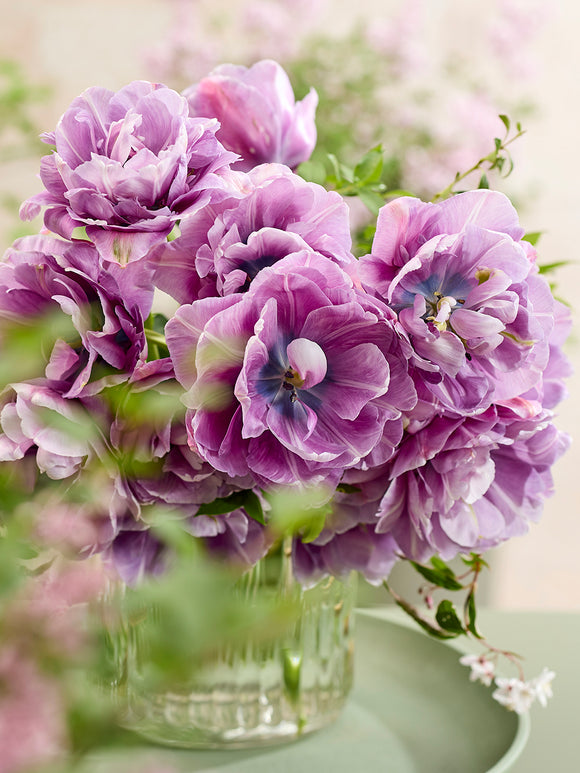 Tulipe Dancing Passion