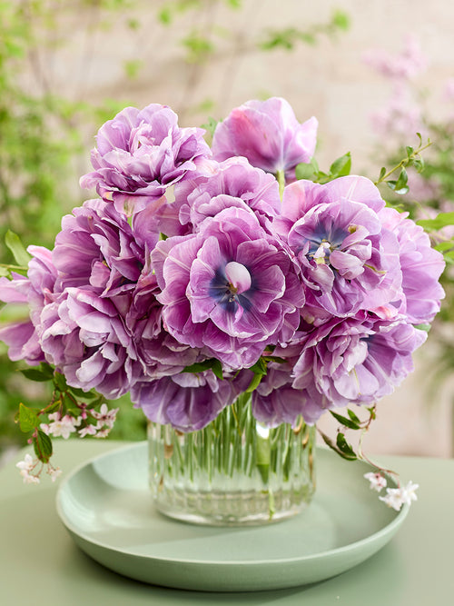 Tulipe Dancing Passion