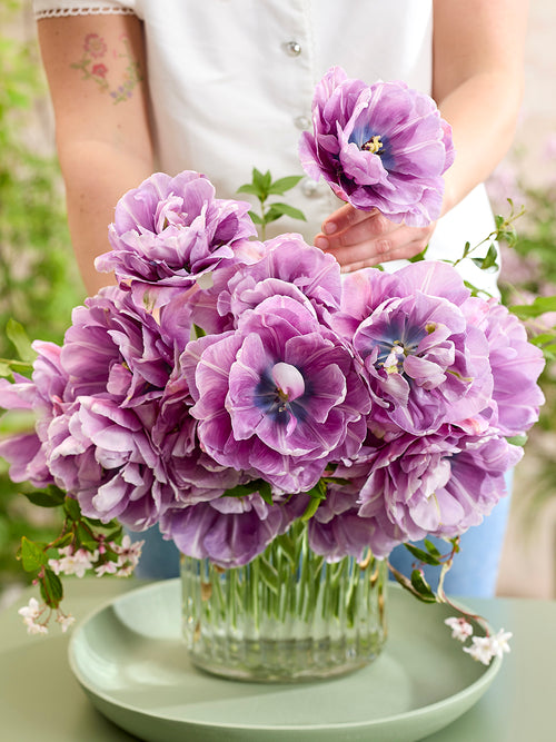 Tulipe Dancing Passion