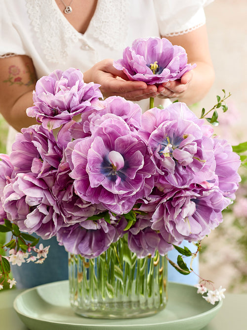 Tulipe Dancing Passion