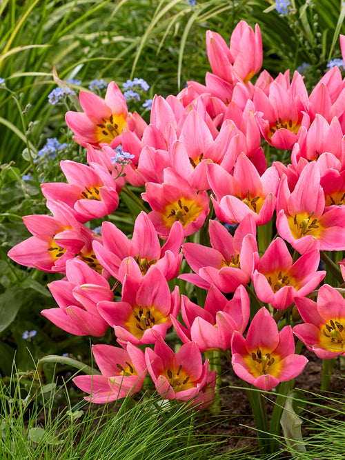 Tulipe botanique rose mauve