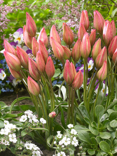 Tulipe Danique
