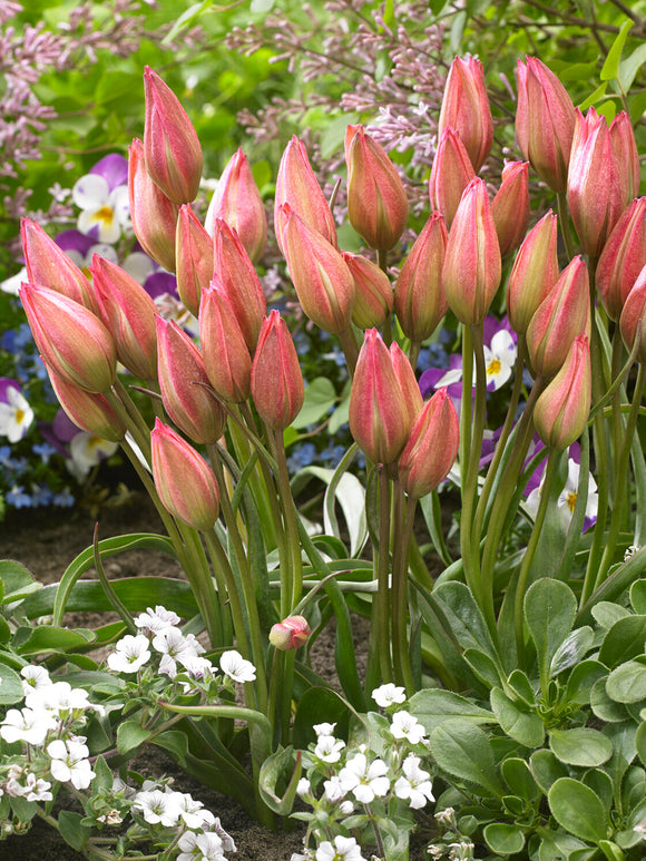 Tulipe miniature élégante pour potée