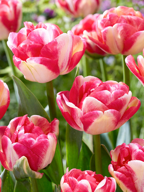 Acheter Tulipe Double Blizz aus Holland