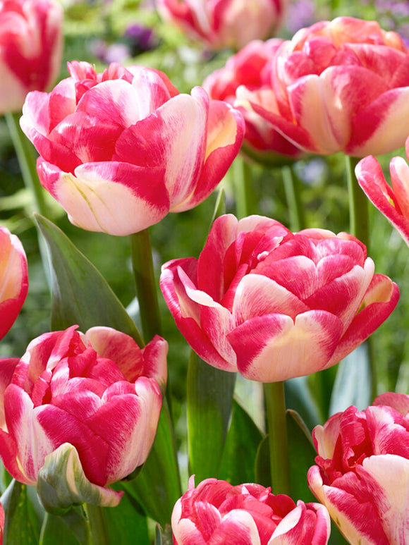 Acheter Tulipe Double Blizz aus Holland