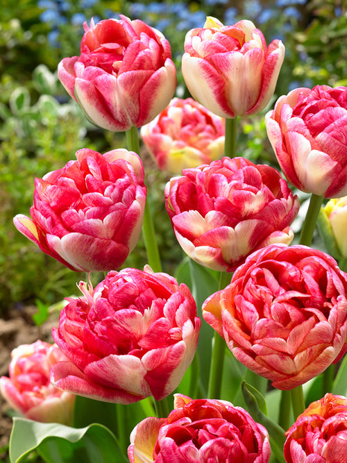 Acheter Tulipe Double Blizz