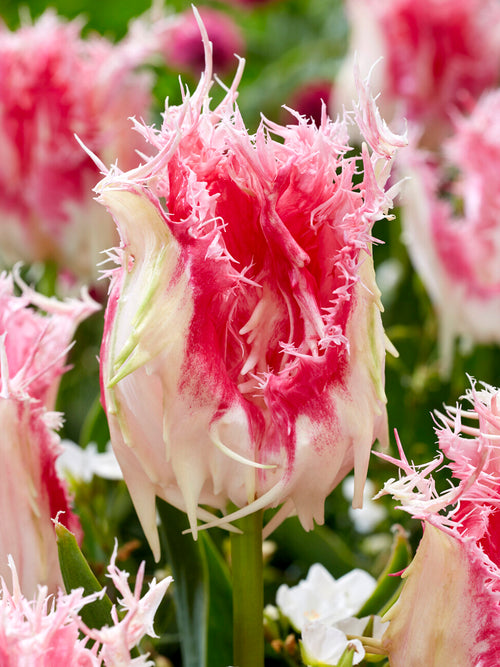 Fleur de tulipe frangée Drakensteyn