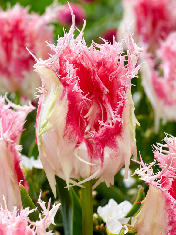 Fleur de tulipe frangée Drakensteyn