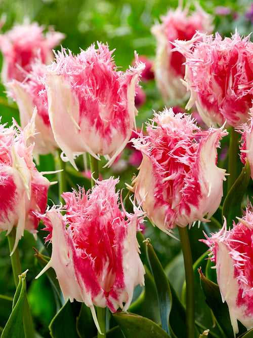 Tulipe Drakensteyn frangée rose et blanche