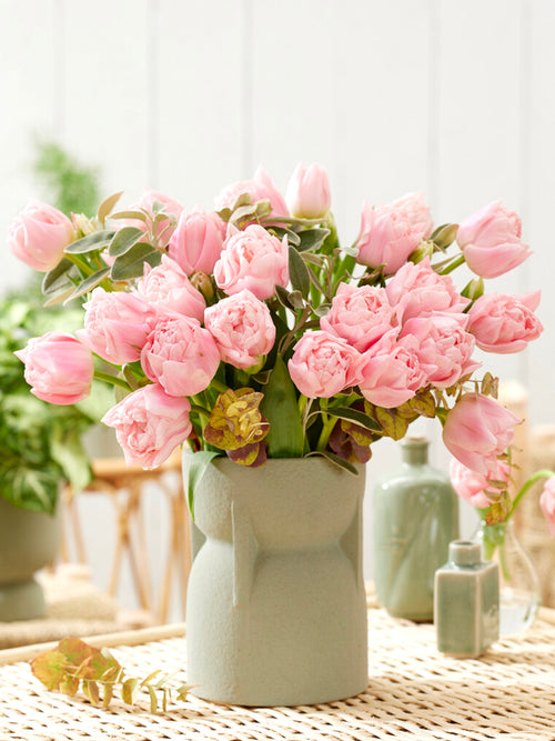 Pivoine rose Tulipe Dreamer