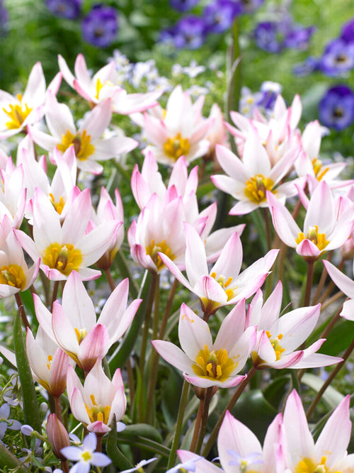 Acheter Tulipe (cretica) Hilde