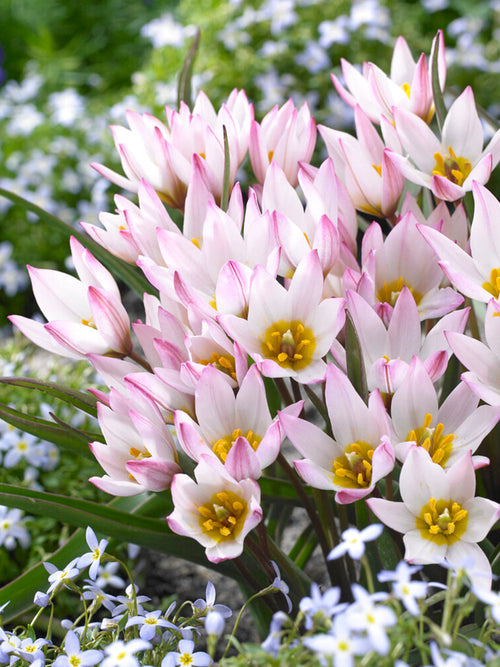 Tulipe (cretica) Hilde