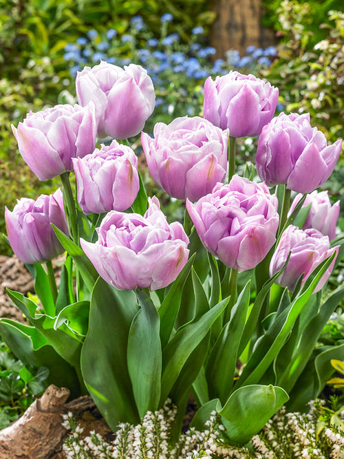 Acheter Tulipe Katinka aus Holland